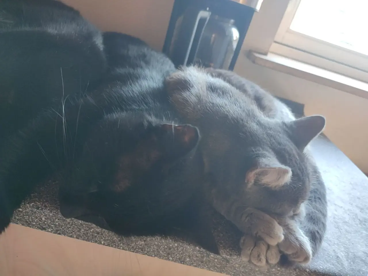 Billede 2 - Sødeste katte