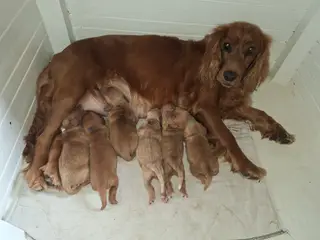 Røde cocker spaniel hvalpe