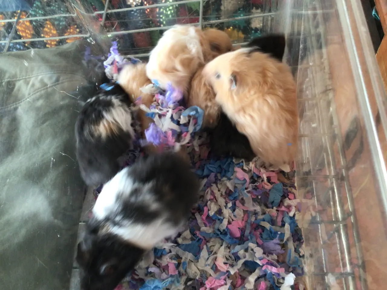 Billede 4 - Guldhamster