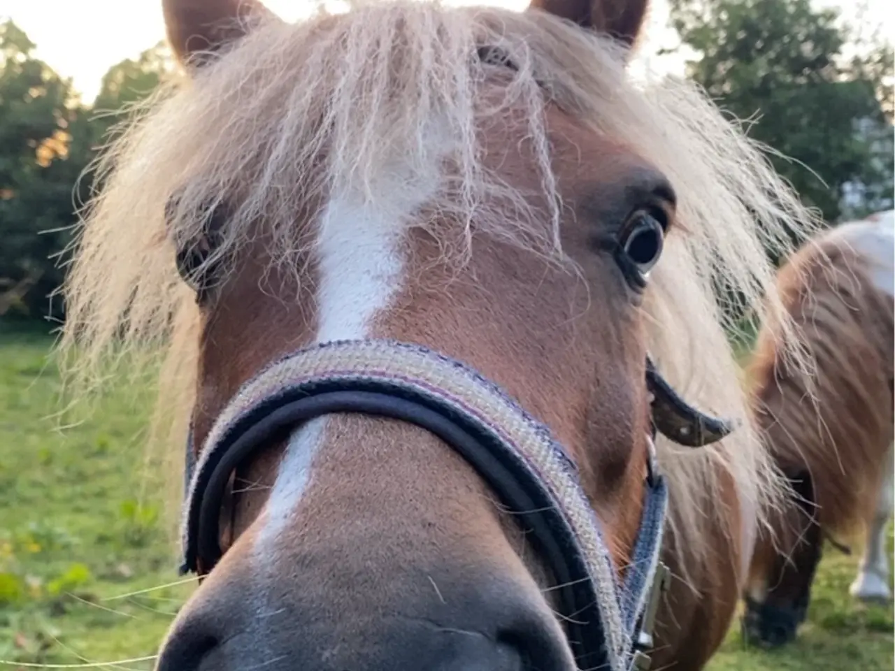 Billede 3 - Smuk hoppe