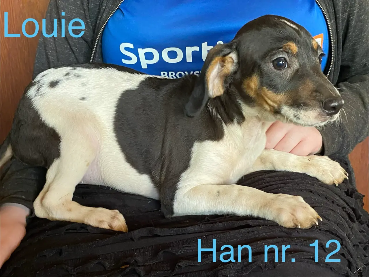 Billede 13 - Hundehvalpe Dansk/svenskgårdhunde