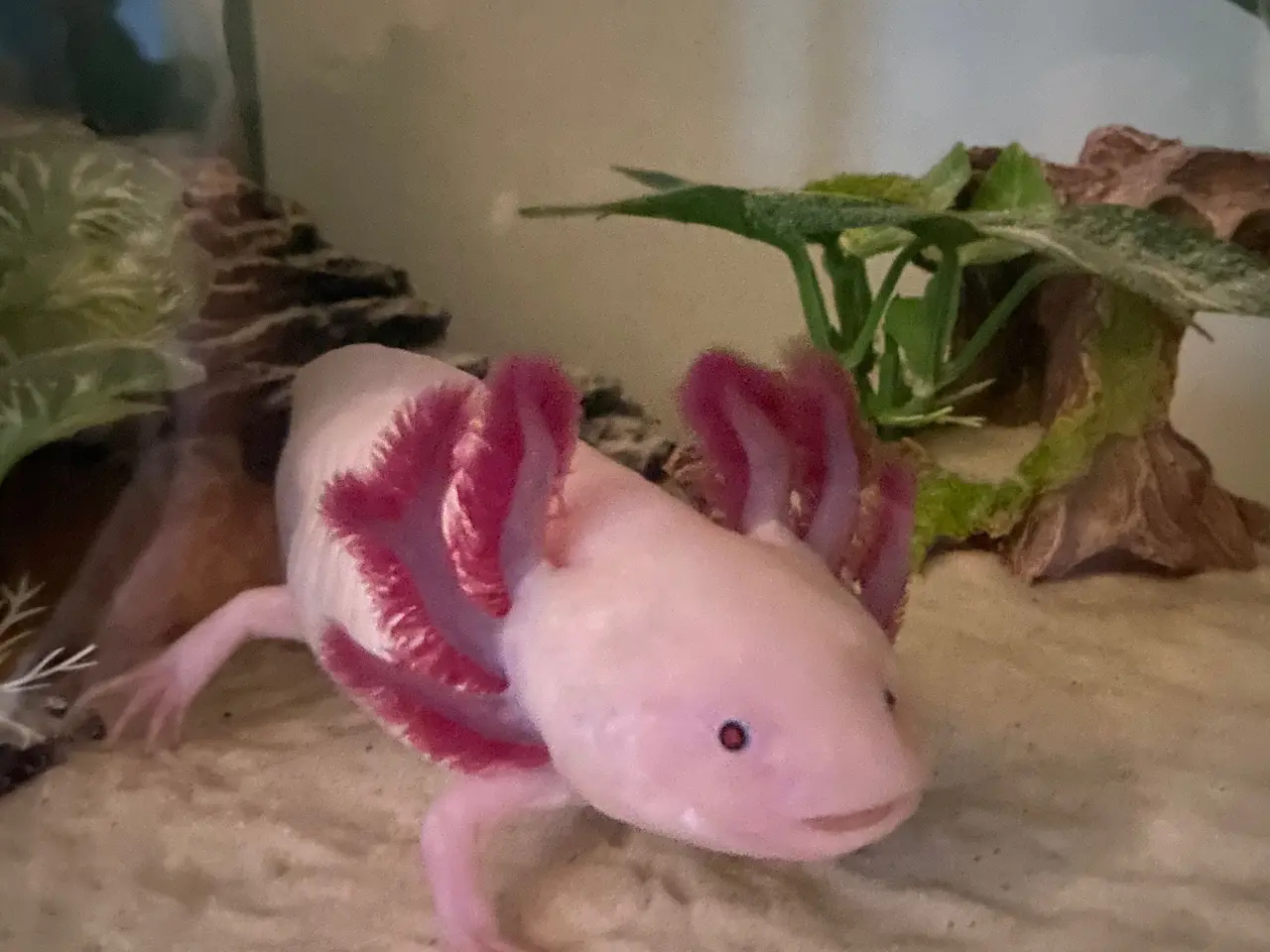 Billede 1 - Axolotl par inkl akvarie og alt