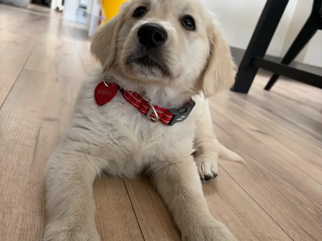 Billede 5 - Omplacering af Golden Retriever tæve