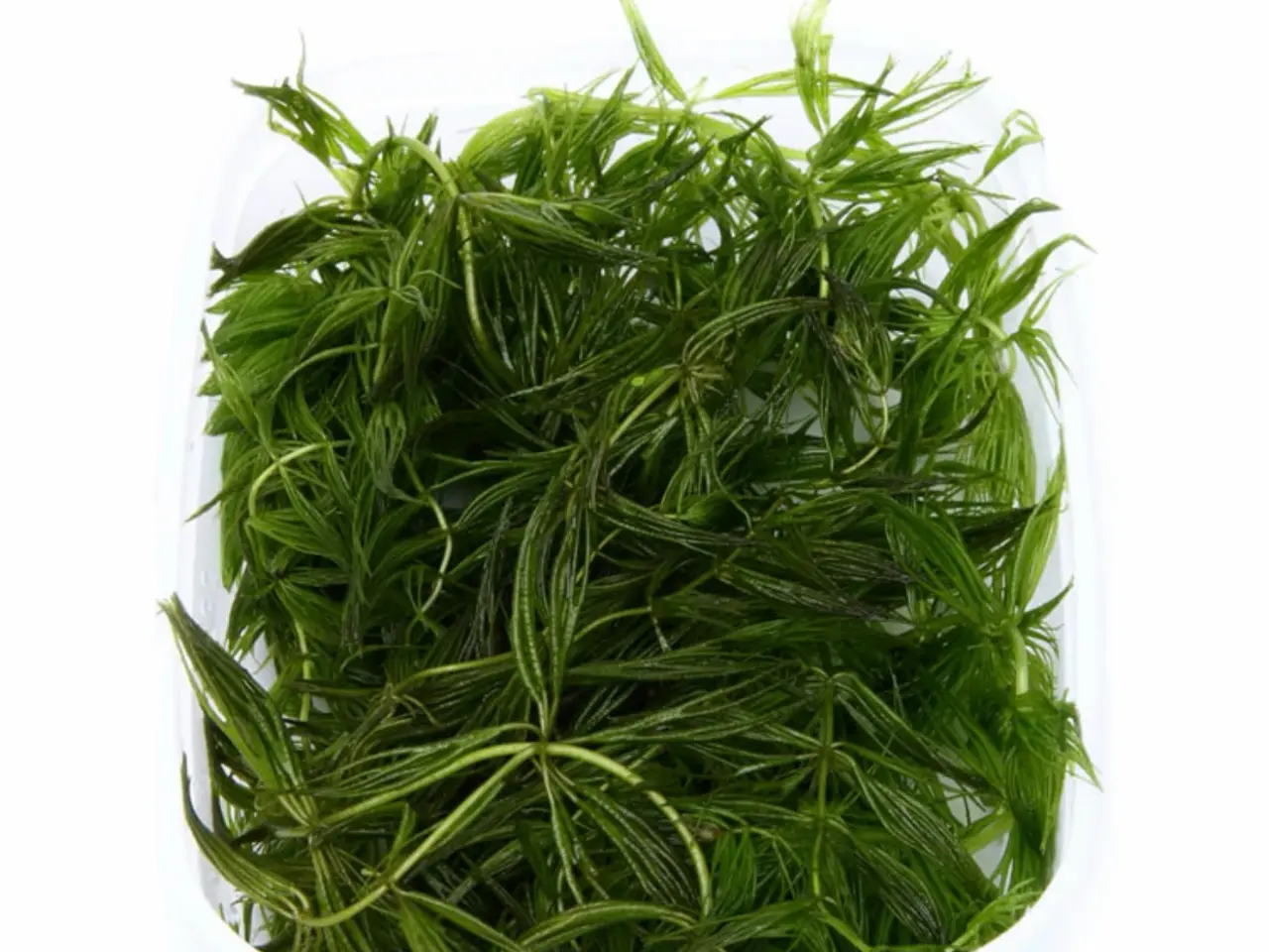 Billede 19 - Flotte 1.2 grow akvarie planter