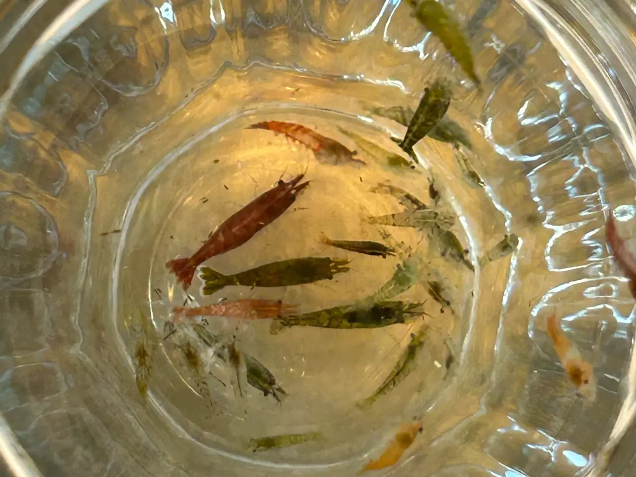 Billede 4 - 🦐 Neocaridina rejer – blandede 5stk | GLS