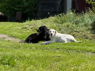 De sødeste Hundehvalpe sælges