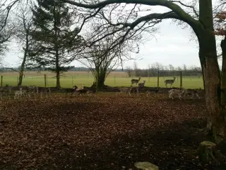 Dådyr