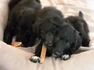 Smukke  Cadoodle hvalpe