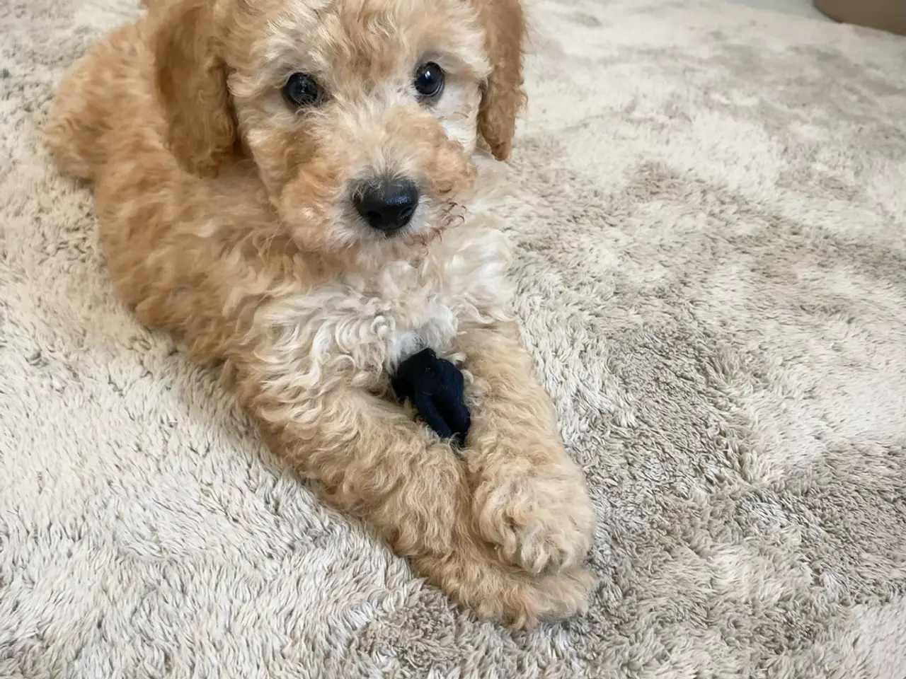 Billede 4 - Cavapoo hvalpe
