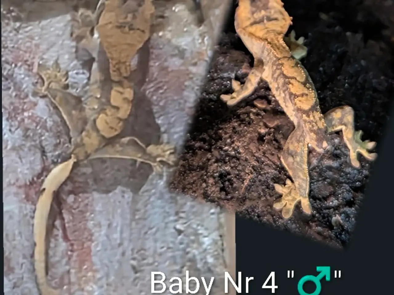 Billede 12 - 3 Kronegekko babyer sælges