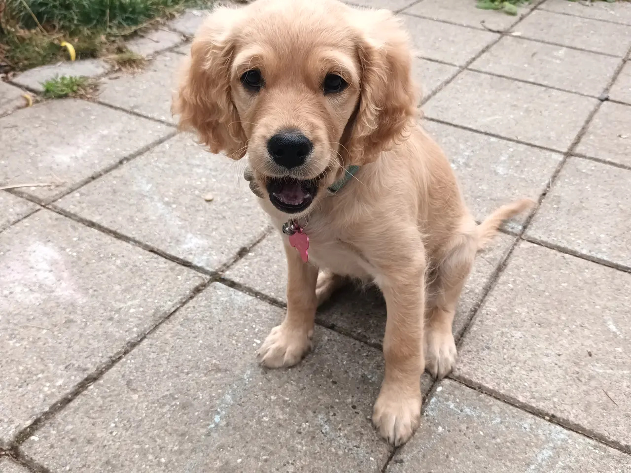 Billede 2 - Golden doodle tæve