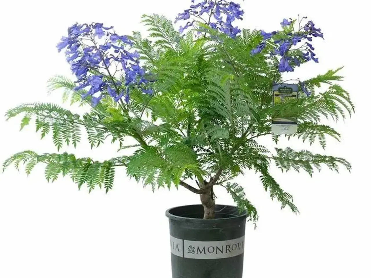 Billede 4 - 60+ Blue Jacaranda frø inkl. levering. Luftfrisker