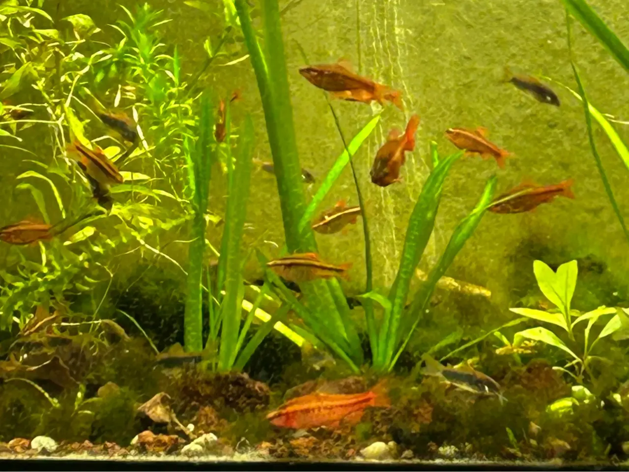 Billede 4 - 🍒🐟 Smukke Kirsebær Barber 🚨 Rolige akvariefisk