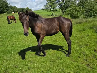 1 års hoppe plag