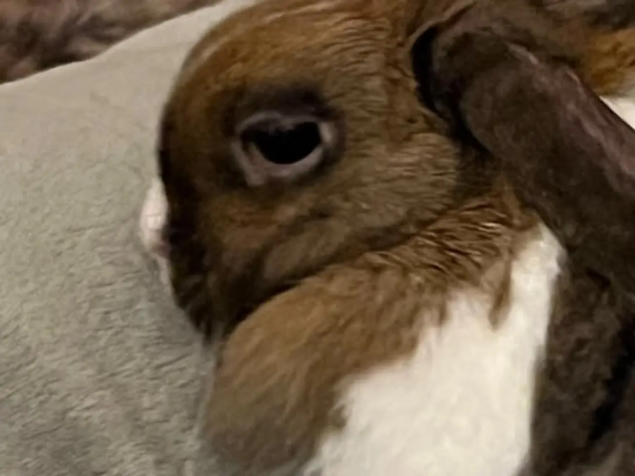 Billede 2 - 🐰 To søde og tamme dværgvæddere søger nyt hjem