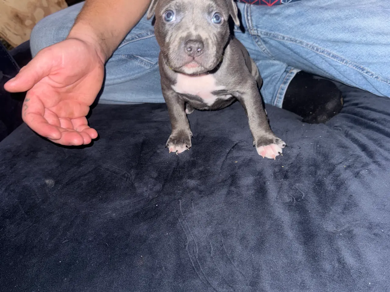 Billede 4 - American bully hvalpe🩵🩷