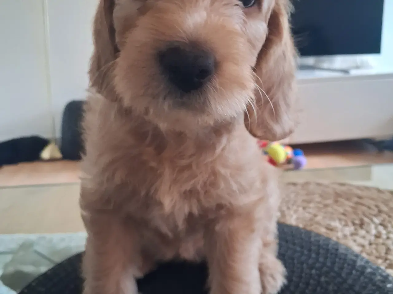 Billede 4 - Doodle hvalpe