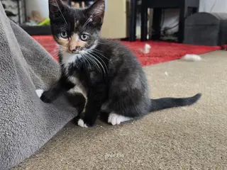Charme trolde