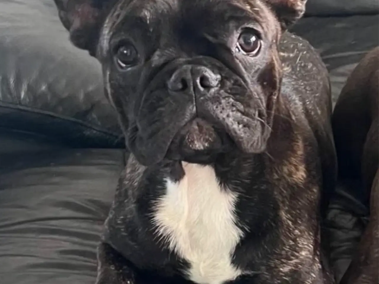 Billede 4 - 🐶 5 skønne franske bulldog hvalpe – Blue & sorte