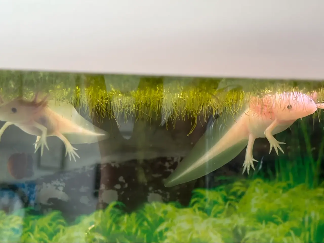 Billede 4 - Axolotl yngel