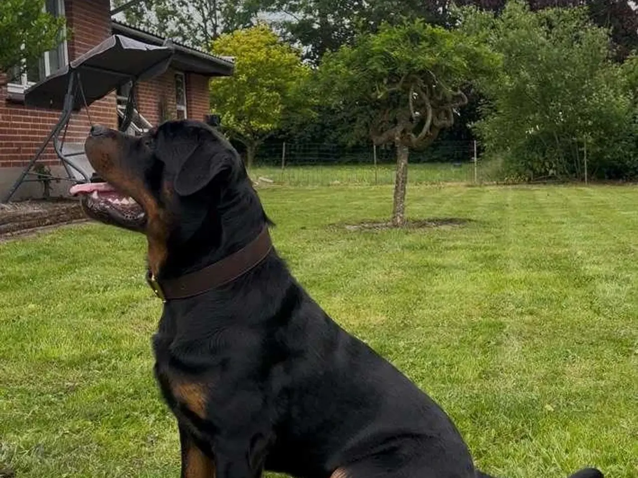 Billede 7 - Rottweiler han til avl