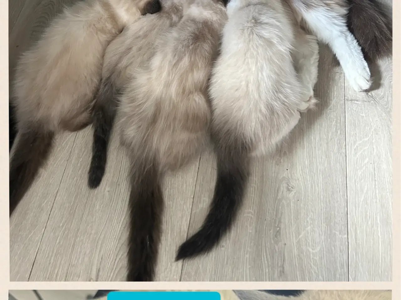 Billede 6 - Ragdoll killing❤️ 1 killing tilbage
