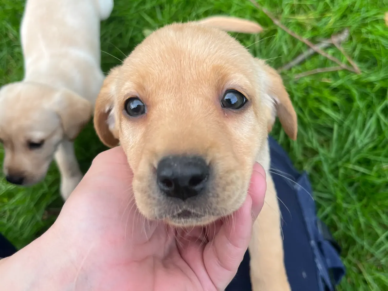 Billede 12 - Formel 1 Labrador hvalpe søger familier i uge 42