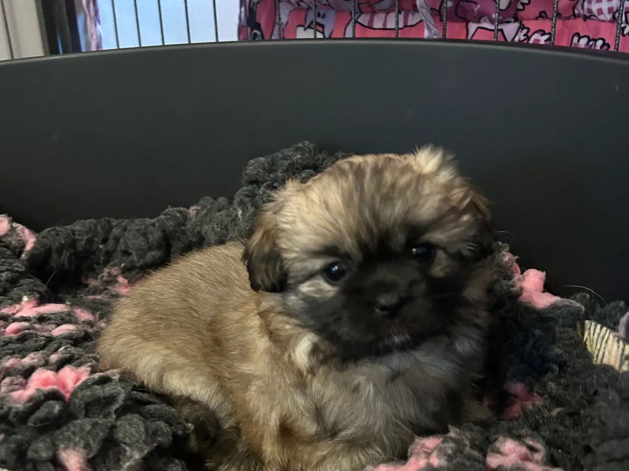 Billede 5 - Tibetansk spaniel hvalpe