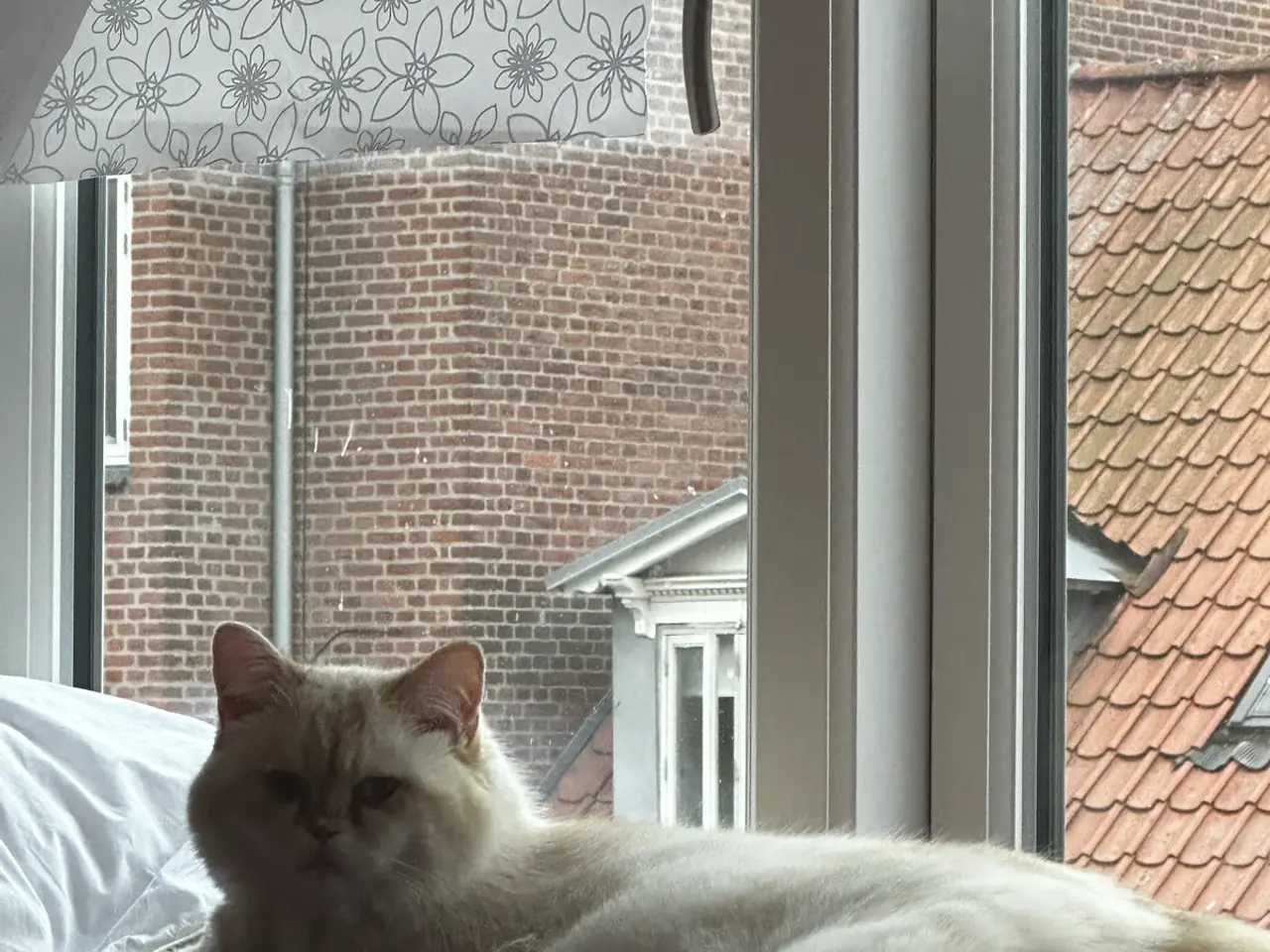 Billede 8 - Sød og kærlig kat søger nyt hjem