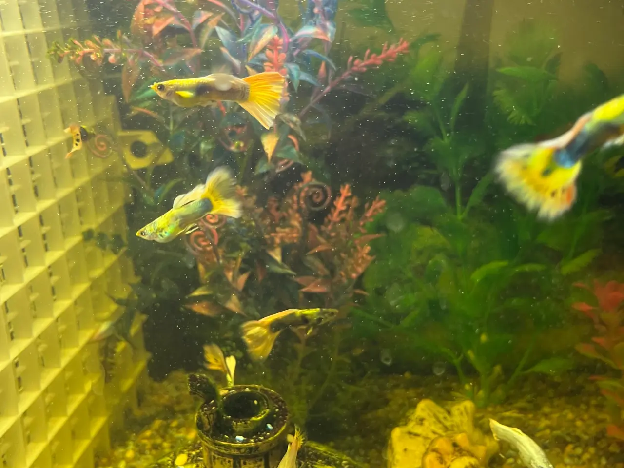 Billede 7 - Guppy mix Fisk unger 