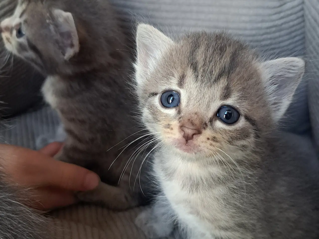 Billede 9 - 🐱 Søde killinger søger kærlige hjem 🐱