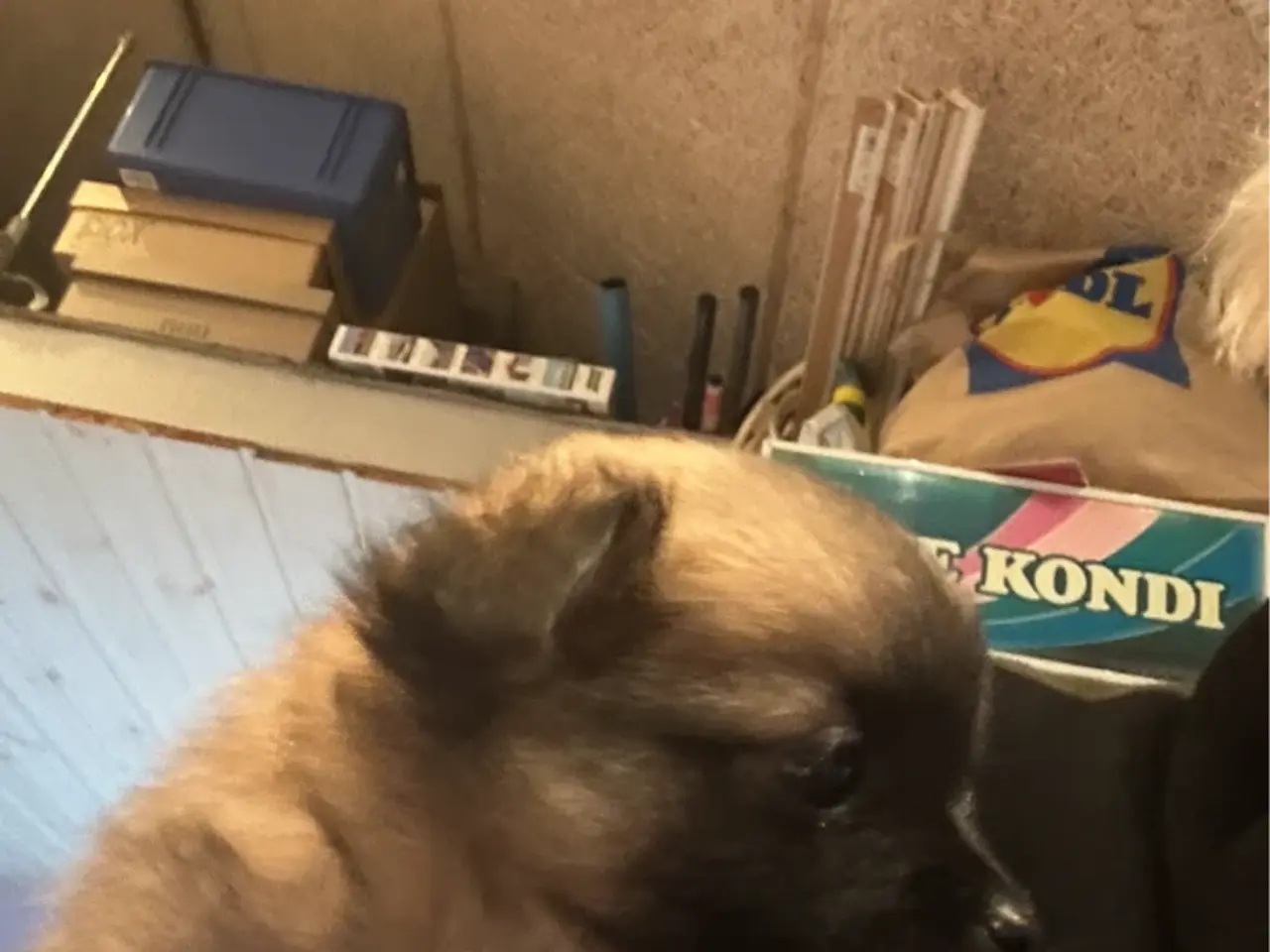 Billede 1 - hundehvalpe pomchi 