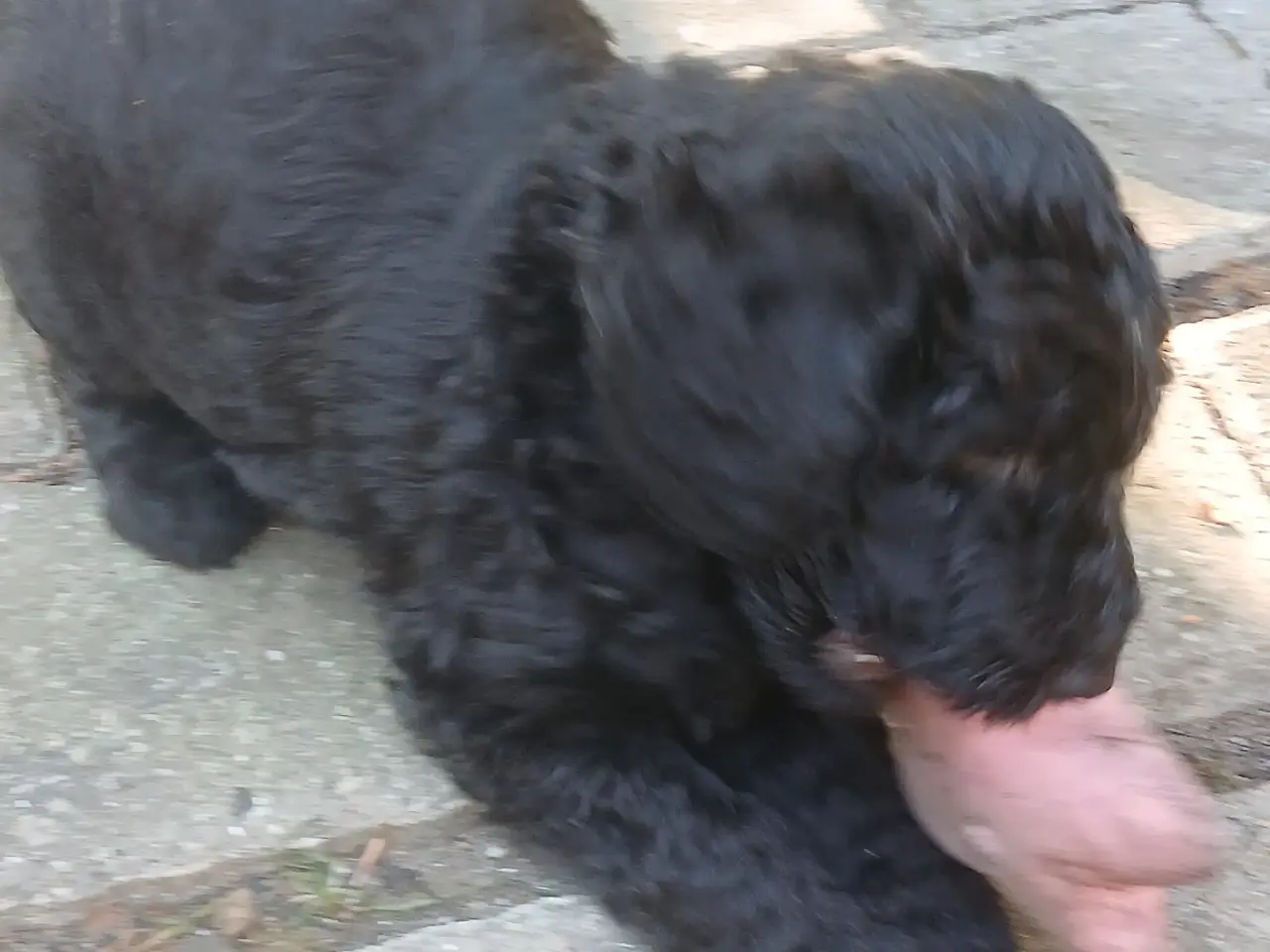 Billede 14 - Flotte Doodle hvalpe