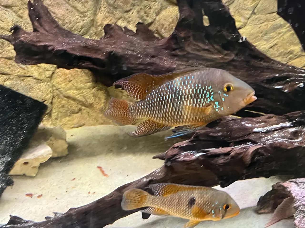 Billede 1 - **🐠 2 stk\. Perlemorscichlider – Geophagus sælges