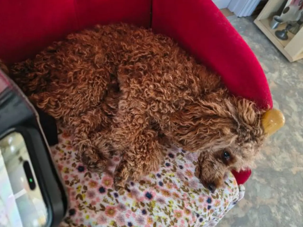 Billede 14 - Cavapoo