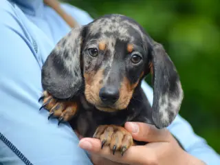 Miniature Gravhund – Black Tan Merle hanhvalp