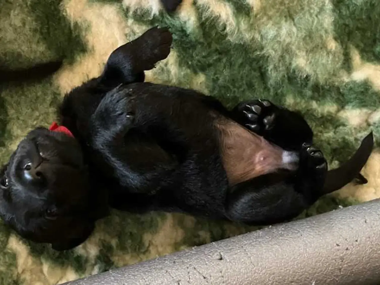 Billede 3 - Sorte labrador hvalpe