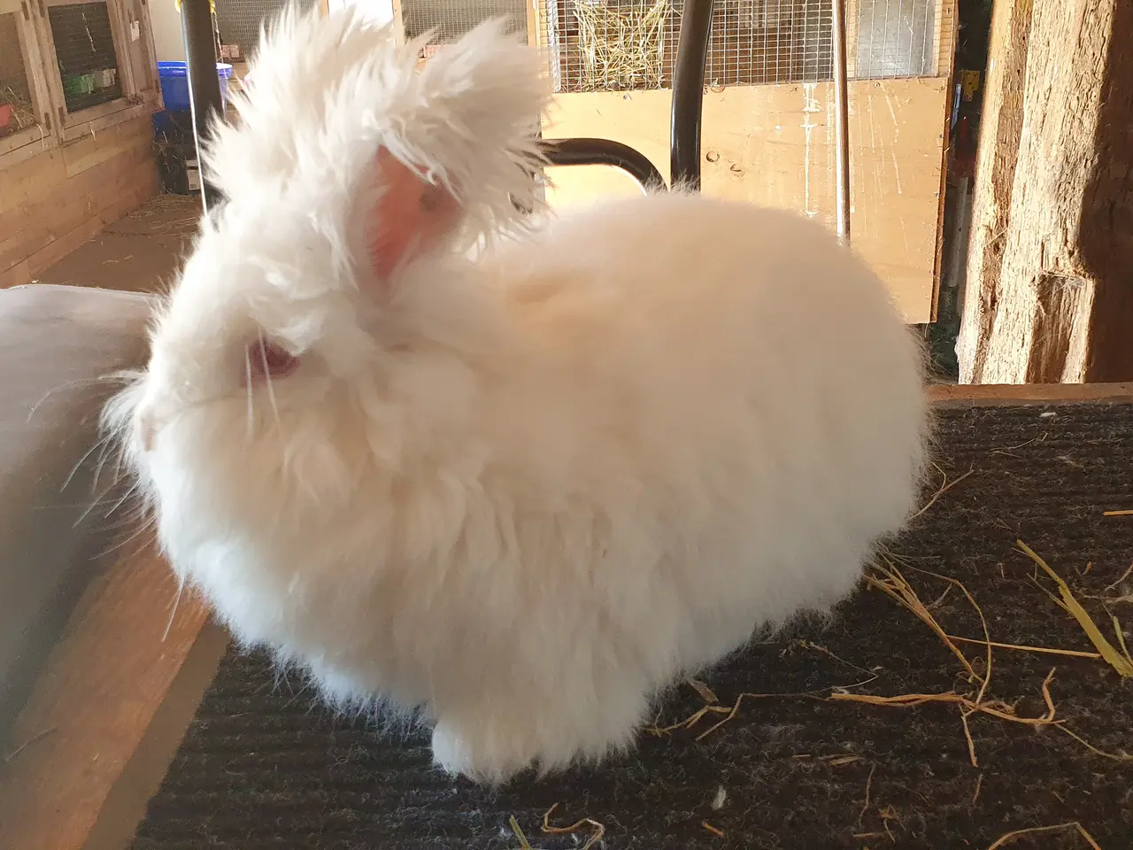 Billede 1 - Angora unger