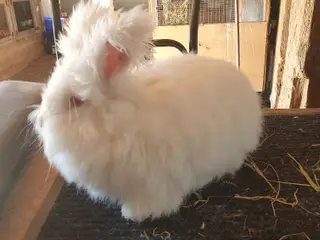 Angora unger