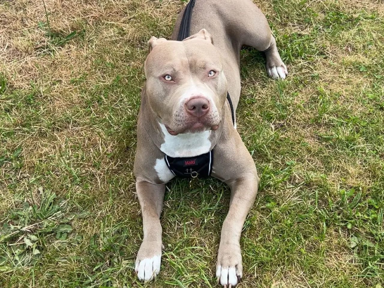 Billede 16 - American Bully XL