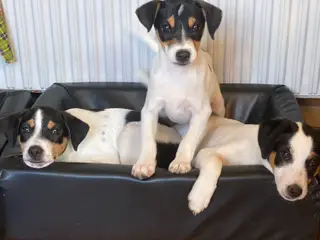 Dansk-svensk gårdhund hvalper