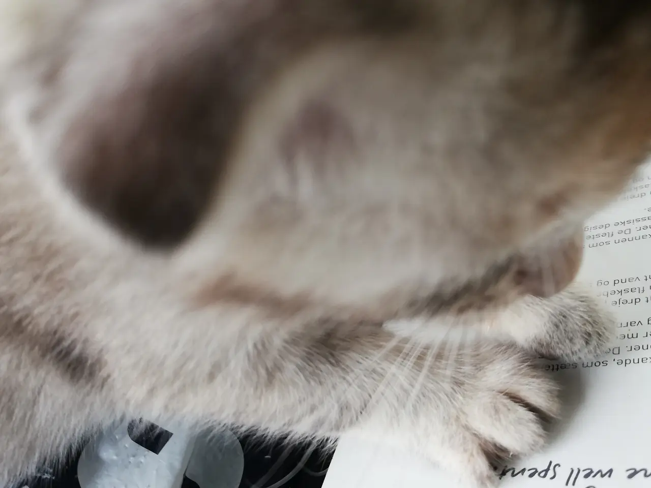 Billede 5 - Lisa – Sød og blid Scottish Fold hunkat søger kærl