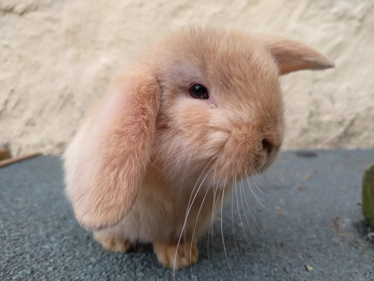 Billede 1 - Mini Lop UK han unge 