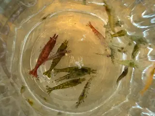  🦐 Neocaridina rejer – blandede 5stk | GLS