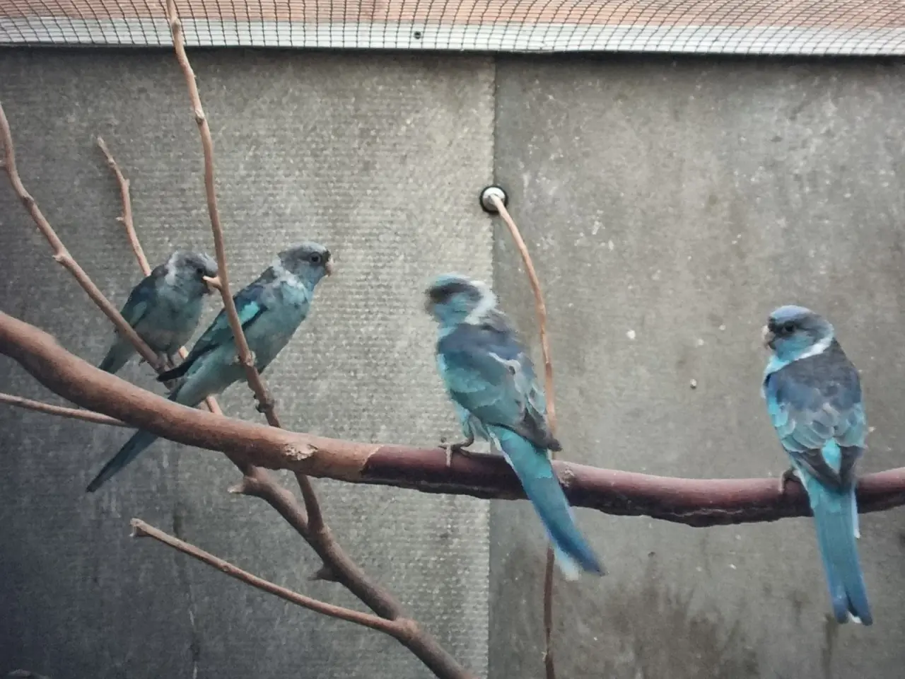 Billede 2 - Blå barnardi