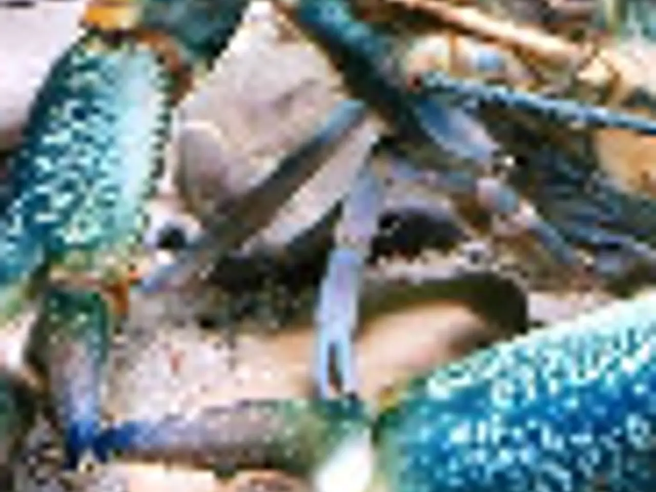 Billede 1 - Købes Red Claw Cherax Quadricarinatus