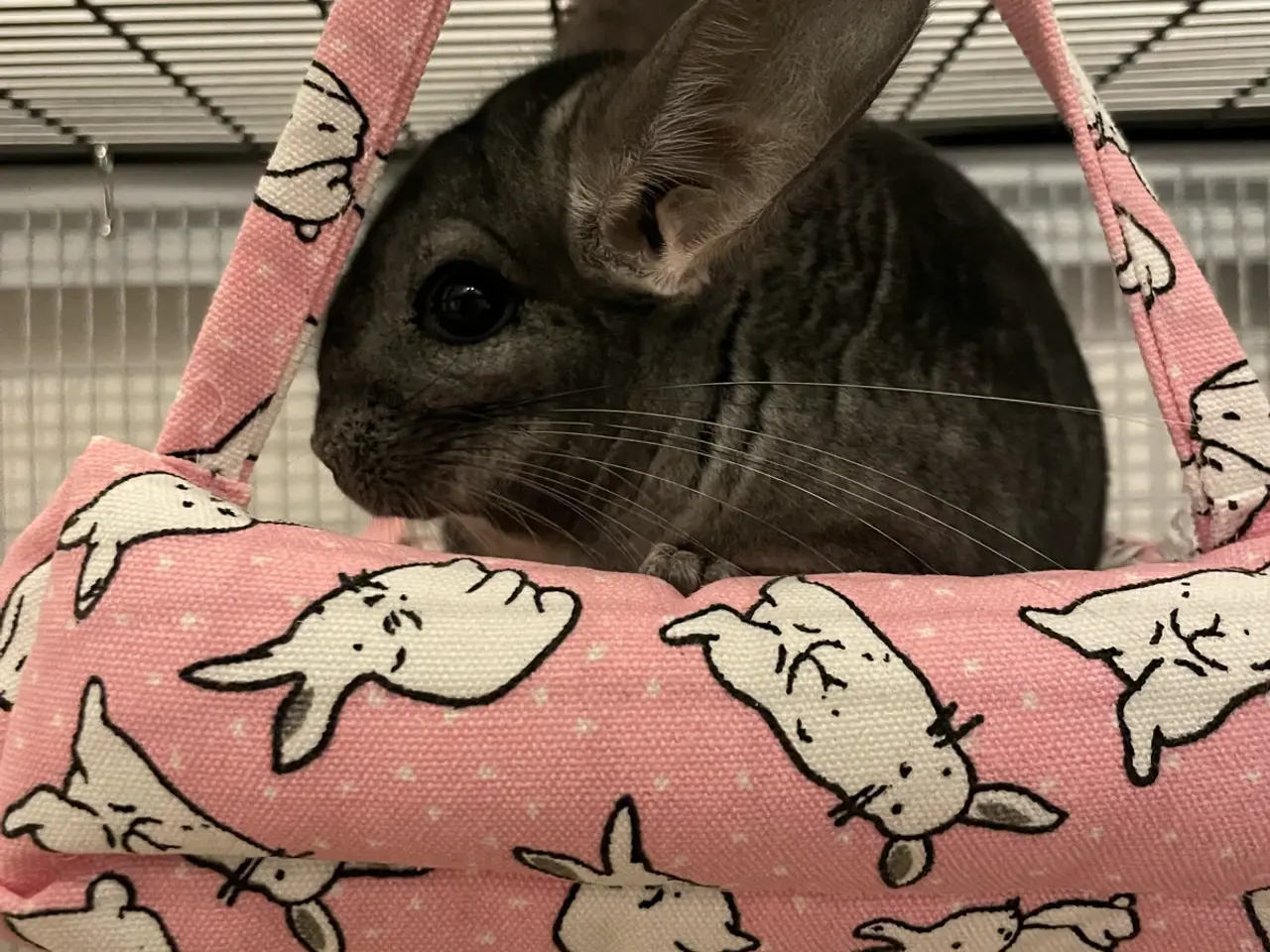 Billede 1 - Chinchilla 2 hun