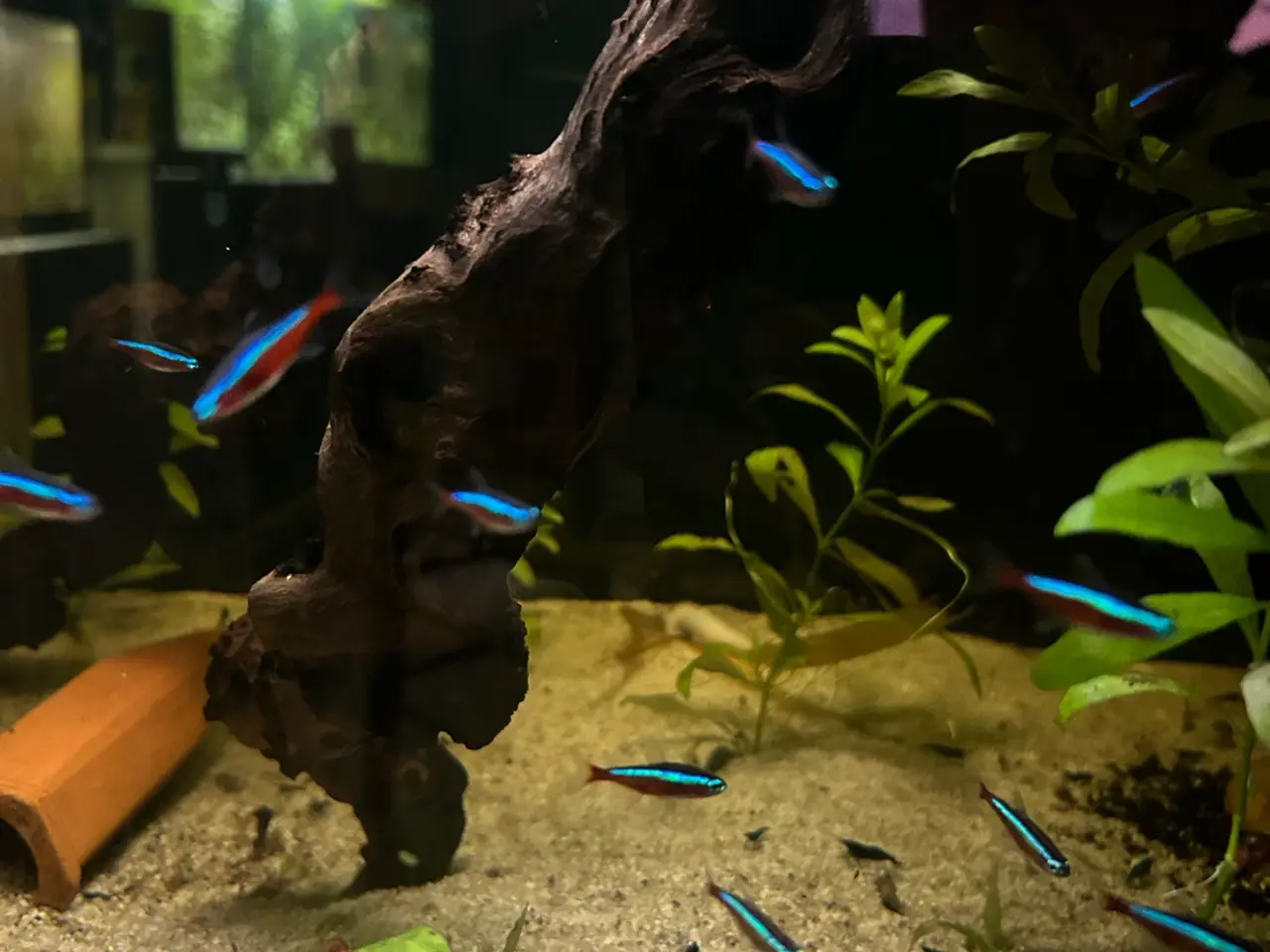 Billede 6 - 🐟🔥 Rød Neon – farverige stimefisk | Afhentning V