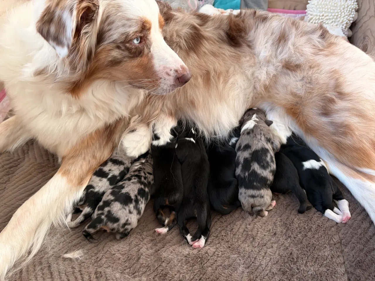 Billede 2 - Australian shepherd hvalpe 