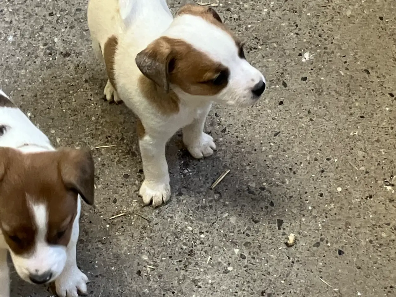 Billede 6 - Jack Russel hvalpe